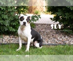 Bullboxer Pit Dogs for adoption in La Porte, IN, USA