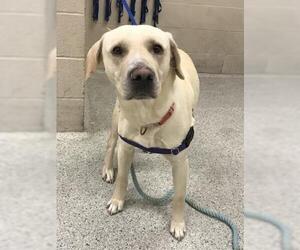 Labrador Retriever Dogs for adoption in Conroe, TX, USA