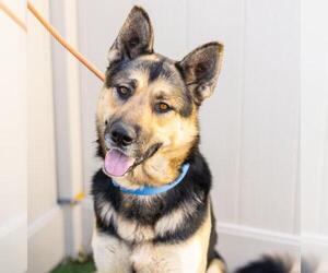 German Shepherd Dog-Unknown Mix Dogs for adoption in Camarillo, CA, USA