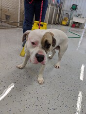 American Bulldog-Unknown Mix Dogs for adoption in Standish, MI, USA