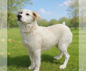 Great Pyrenees-Unknown Mix Dogs for adoption in Royal Palm Beach, FL, USA
