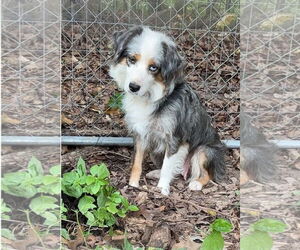 Australian Shepherd Dogs for adoption in Harrison, AR, USA