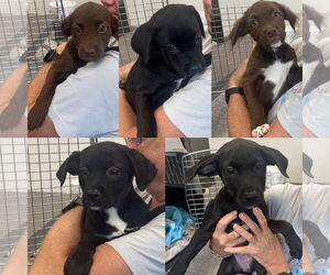 Labrador Retriever Dogs for adoption in Jackson Township, NJ, USA