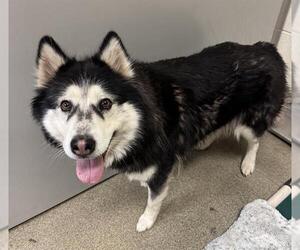 Alaskan Malamute Dogs for adoption in West Valley, UT, USA