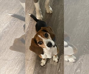Beagle Dogs for adoption in Mouth Of Wilson, VA, USA