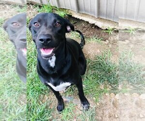 Dachshund-Unknown Mix Dogs for adoption in Jena, LA, USA