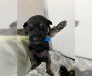 German Shepherd Dog-Unknown Mix Dogs for adoption in Stockton, CA, USA