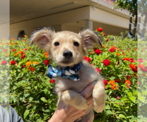 Wapoo Dogs for adoption in Fresno, CA, USA