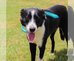 Border Collie Dogs for adoption in Waco, TX, USA