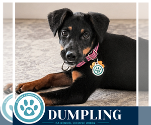 - Mix Dogs for adoption in Kimberton, PA, USA