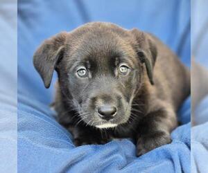 Labrador Retriever-Unknown Mix Dogs for adoption in San Diego, CA, USA