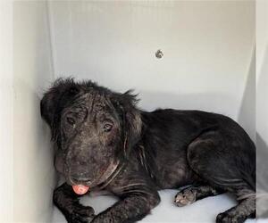 Labrador Retriever-Unknown Mix Dogs for adoption in Houston, TX, USA