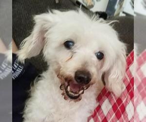 Poodle (Miniature)-Unknown Mix Dogs for adoption in Olalla, WA, USA