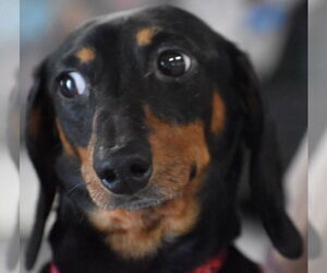 Dachshund Dogs for adoption in Shelbyville, TN, USA
