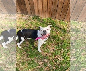 Medium Photo #4 Australian Shepherd-Bull Terrier Mix Puppy For Sale in Oakhurst, NJ, USA