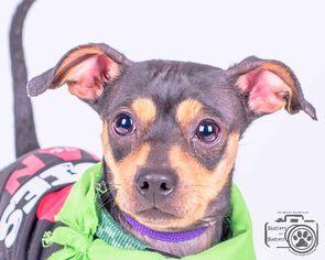 Chipin Dogs for adoption in Colorado Springs , CO, USA