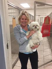 Shih Tzu Dogs for adoption in Boca Raton, FL, USA