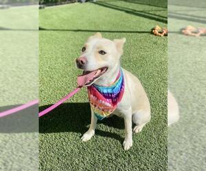 Labrador Retriever-Unknown Mix Dogs for adoption in Baytown, TX, USA