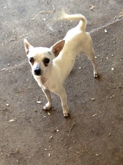Medium Photo #1 Chihuahua Puppy For Sale in New Smyrna Beach, FL, USA