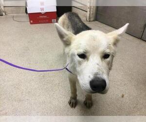 Siberian Husky-Unknown Mix Dogs for adoption in Riverside, CA, USA