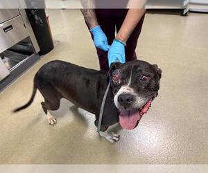 American Pit Bull Terrier Dogs for adoption in Long Beach, CA, USA