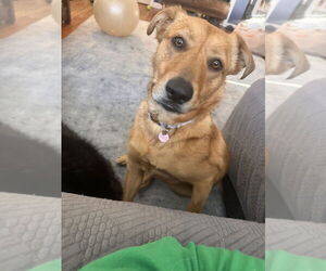 Golden Labrador Dogs for adoption in Brewster, NY, USA