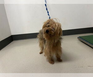 Mutt Dogs for adoption in Corona, CA, USA