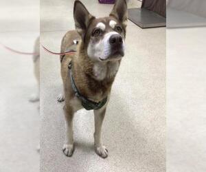 Siberian Husky Dogs for adoption in Riverside, CA, USA