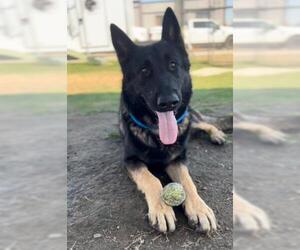 German Shepherd Dog Dogs for adoption in Bakersfield, CA, USA