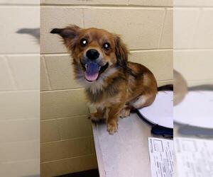 Cardigan Welsh Corgi Dogs for adoption in Forestville, MD, USA