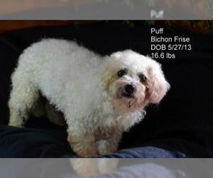 Bichon Frise Dogs for adoption in Bon Carbo, CO, USA