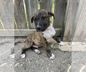 Mutt Dogs for adoption in Shreveport, LA, USA