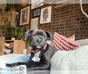 Labrador Retriever-Unknown Mix Dogs for adoption in Aurora, CO, USA