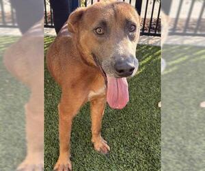 Shepradors Dogs for adoption in Baytown, TX, USA