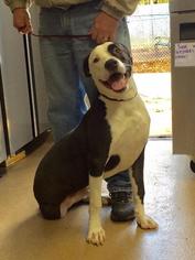 Boxador Dogs for adoption in Cumming, GA, USA