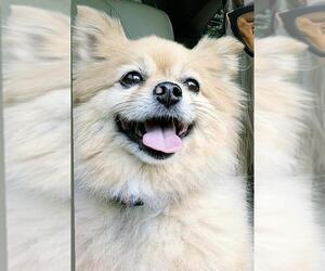 Pomeranian Dogs for adoption in Nashville, TN, USA