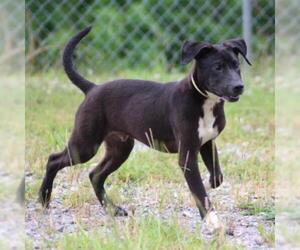 Labrador Retriever Dogs for adoption in Hamilton, GA, USA