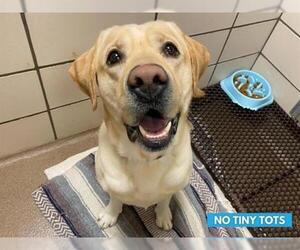 Labrador Retriever Dogs for adoption in Fort Wayne, IN, USA