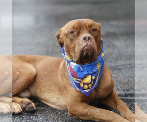 Mastiff Dogs for adoption in San Antonio, TX, USA