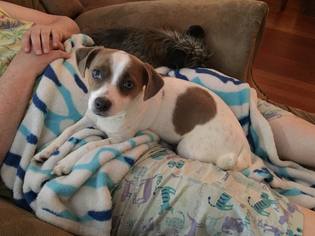 Jack Russell Terrier Dogs for adoption in Asheville, NC, USA