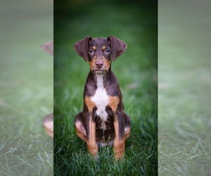 Doberman Pinscher-Unknown Mix Dogs for adoption in Minneaoplis, MN, USA