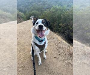 Australian Shepherd Dogs for adoption in Burbank, CA, USA