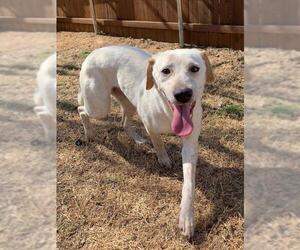 Labrador Retriever Dogs for adoption in Flower Mound, TX, USA