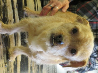 ShiChi Dogs for adoption in Effort, PA, USA
