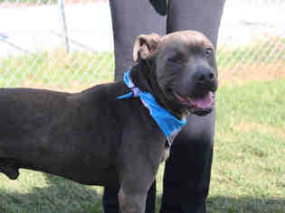 American Pit Bull Terrier Dogs for adoption in Waynesville, NC, USA