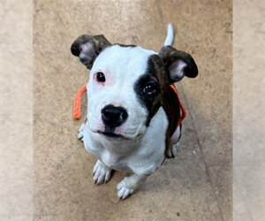 Mutt Dogs for adoption in Sacramento, CA, USA
