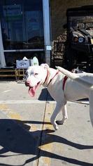 Bullboxer Pit Dogs for adoption in Midland, TX, USA