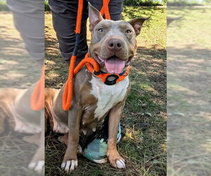 Medium Photo #1 Bull Terrier-Unknown Mix Puppy For Sale in Sacramento, CA, USA