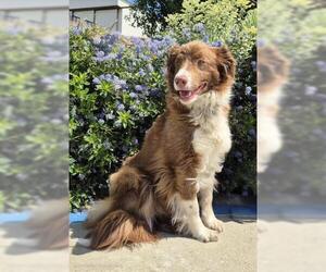 Border Collie Dogs for adoption in Jackson, CA, USA