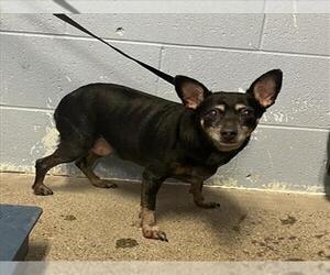 Chihuahua Dogs for adoption in Woodland, CA, USA
